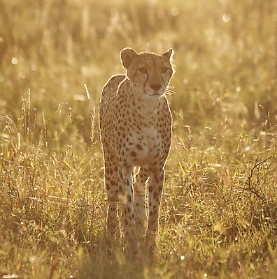 포토 JPG 해외이미지 주간 한마리 야생동물 서기 초원 사람없음 야외 아웃포커스 육식동물 치타 해외포토 자연요소 동물 1 포유류 모션 촬영기법 파일형식 이미지허브