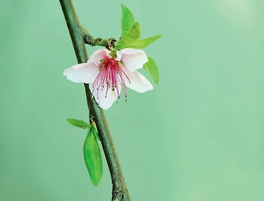 EPS 해외이미지 나무 식물 디자인 계절 꽃 음식 백그라운드 잎 꽃무늬 농업 다이어트 과일 일러스트 재료 자연 포도 건강 빨간색 여름 세트 정원 봄 벚꽃 흰색 나뭇가지 신선 개화 체리 그룹 달콤 맛 작음 그림 유기농 날것 자두 내추럴 고립 숙성 채식주의자 비건 해외일러스트 웰빙 산업 컬러 컨셉 무늬 크기 생태계 채식 파일형식 벡터 이미지허브