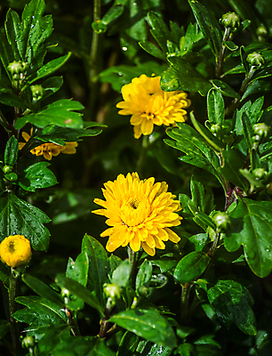 포토 JPG 해외이미지 식물 계절 꽃잎 꽃 꽃다발 백그라운드 잎 꽃무늬 자연 국화 사람없음 장식 초록색 컬러풀 노란색 머리 젖음 신선 떨어짐 소프트포커스 빗방울 자연백그라운드 해외포토 컬러 컨셉 무늬 촬영기법 신체부위 비_날씨 생태계 파일형식 이미지허브
