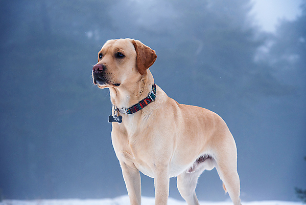 포토 JPG 해외이미지 나무 동물 라이프스타일 공원 행복 유럽 여행 백그라운드 겨울 장난 포유류 자연 산 사람없음 야외 목재 반려동물 노란색 맑음 하이킹 추위 흰색 황금 개 리트리버 달콤 강아지 정상 숲 래브라도리트리버 사냥 1월 기르기 옛날 눈내림 해외포토 식물 계절 공공시설 감정 나라 컬러 재료 레저 날씨 눈_날씨 생활 날짜 맛 생태계 돌봄 파일형식 이미지허브