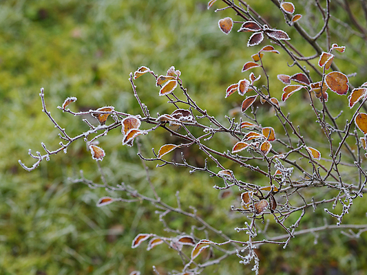 포토 JPG 해외이미지 나무 식물 계절 백그라운드 잎 크리스마스 겨울 패턴 오렌지 자연 아침 날씨 추상 사람없음 야외 장식 초록색 컬러풀 냉동 얼음 추위 가을 흰색 나뭇가지 숲 12월 11월 크리스탈 묘사 질감 서리 내추럴 반투명 눈내림 해외포토 주간 자연요소 기념일 컬러 무늬 과일 눈_날씨 날짜 광석 생태계 파일형식 이미지허브