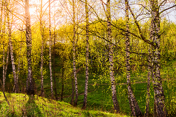 포토 JPG 해외이미지 나무 야생동물 줄기 잎 자연 날씨 휴식 그림자 풍경 사람없음 빛 햇빛 태양 일출 환경 화목 침묵 일몰 봄 새벽 성장 광선 신선 숲 땅 러시아 북쪽 자작나무 생태학 해외포토 자연요소 식물 동물 계절 교육 유럽 컨셉 노을 소리 방향 생태계 파일형식 이미지허브