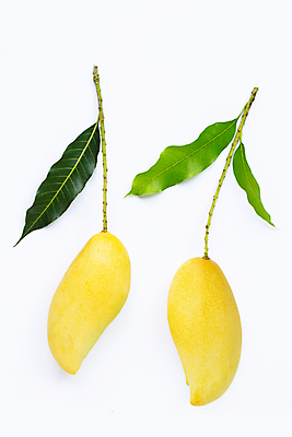 포토 JPG 해외이미지 잎 실내 사람없음 두개 열대과일 흰배경 망고 해외포토 식물 백그라운드 2 과일 내부 흰색 파일형식 이미지허브