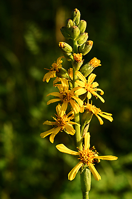 포토 JPG 해외이미지 식물 꽃잎 꽃 줄기 잎 자연 사람없음 종 칼라꽃 캐모마일 그리너리 해외포토 허브 생태계 파일형식 트랜드컬러 이미지허브