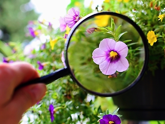 포토 JPG 해외이미지 식물 손 꽃잎 꽃 분홍색 잎 돈 자연 유리 돋보기 손잡이 사람없음 야외 가로 초록색 환경 정원 보라색 봄 탐험 성장 벚꽃 종 잡기 닫기 확대 내추럴 해외포토 계절 컬러 모션 재질 신체부위 재산 생태계 파일형식 이미지허브