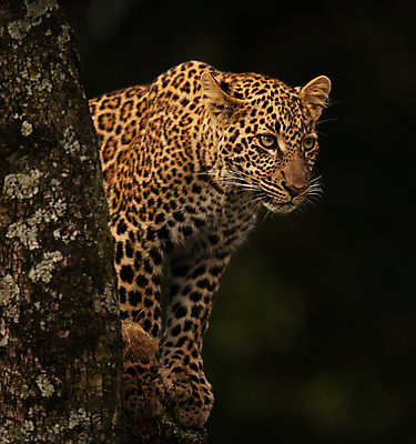 포토 JPG 해외이미지 나무 한마리 응시 야생동물 사람없음 야외 야간 육식동물 표범 해외포토 자연요소 식물 동물 1 시선 포유류 파일형식 이미지허브