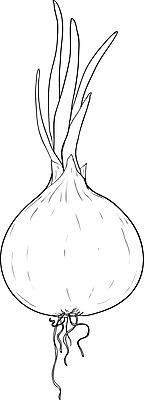 EPS 해외이미지 식물 선 음식 조각 채소 일러스트 재료 자연 양파 건강 요리 미술 그래픽 세트 농장 노란색 라벨 검은색 샐러드 수확 반지 시장 달콤 상품 스케치 자르기 제비꽃 가득함 향신료 오브젝트 그림 에코 복고 날것 윤곽 손그림 판화 내추럴 고립 숙성 채식주의자 비건 해외일러스트 꽃 컬러 농업 장신구 모션 문화예술 프레임 환경 맛 생태계 채식 향미료 파일형식 벡터 이미지허브