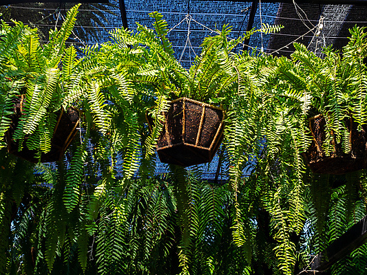 포토 JPG 해외이미지 나무 식물 디자인 공원 화초 여행 백그라운드 잎 패턴 자연 주택 실내 매달리기 사람없음 야외 장식 초록색 여름 햇빛 농장 환경 정원 맑음 봄 성장 신선 그물 그룹 냄비 작음 그늘 에코 원예 상록수 내추럴 심기 양치류 온실 해외포토 계절 공공시설 컬러 무늬 농업 모션 날씨 취미 내부 건물 태양 솥 크기 생태계 파일형식 이미지허브