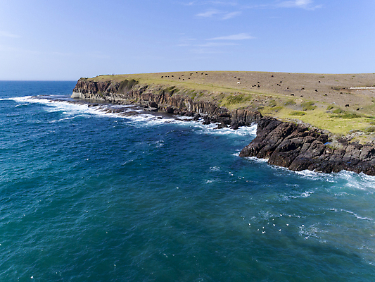 포토 JPG 해외이미지 동물 바다 농업 하늘 휴식 안테나 사람없음 야외 초록색 물 파란색 농장 환경 소 호주 큼 땅 지역 드론 밭일 오지 주입구 수평선 해외포토 자연요소 산업 컬러 컨셉 통신 포유류 오세아니아 크기 파일형식 이미지허브