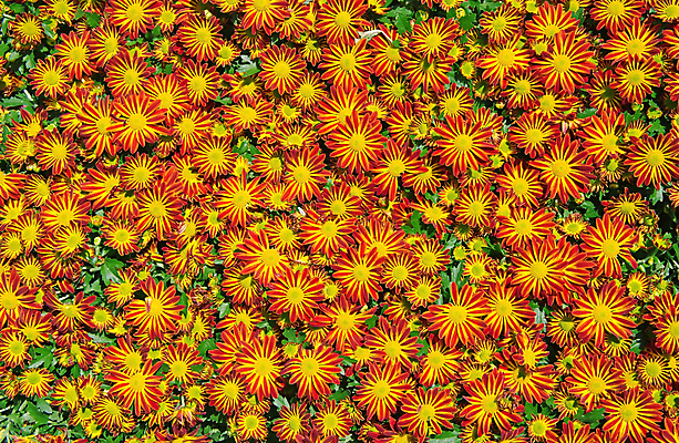 포토 JPG 해외이미지 식물 디자인 꽃잎 꽃 백그라운드 꽃무늬 패턴 자연 국화 사람없음 장식 빨간색 초록색 노란색 머리 쌓기 봄 성장 벚꽃 개화 그룹 불기 다발 수집 배열 묘사 질감 데이지 흙더미 덩어리 캐모마일 타격 많음 해외포토 계절 컬러 컨셉 무늬 모션 신체부위 흙 허브 생태계 파일형식 더미 이미지허브