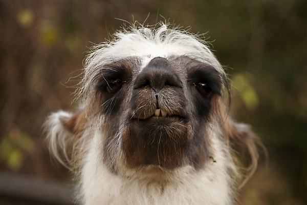 포토 JPG 해외이미지 척추동물 응시 시선 포유류 포옹 초식동물 생물 따뜻함 동물원 사람없음 반려동물 세계 가축 침묵 입 선탠 먹이 모피 자르기 속눈썹 사파리 호기심 코 엽서 귀 낙타 부드러움 목 노려봄 과부하 관심 라마 잉카 전용 카피스페이스 목가 차단 해외포토 동물 감정 컨셉 안기 모션 표정 신체부위 소리 공백 감각 눈썹 편지 파일형식 이미지허브