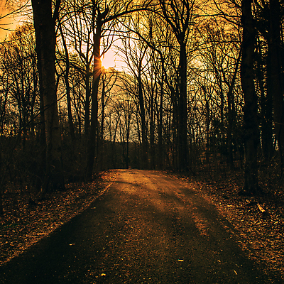 포토 JPG 해외이미지 계절 도로 길 여행 잎 오렌지 자국 자연 휴식 요정 풍경 사람없음 목재 빛 햇빛 평화 걷기 맑음 일몰 활발 하이킹 탐험 안개 광선 가을 신비 오솔길 공상 마법 삼림지대 몽환 해외포토 나무 식물 컨셉 과일 재료 교통시설 모션 레저 날씨 태양 노을 숲 생태계 파일형식 이미지허브