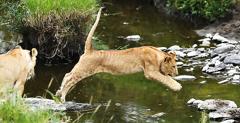 포토 JPG 해외이미지 주간 야생동물 두마리 사람없음 야외 강 점프 돌_바위 육식동물 건너기 암사자 해외포토 자연요소 동물 2 모션 사자 암컷 파일형식 이미지허브