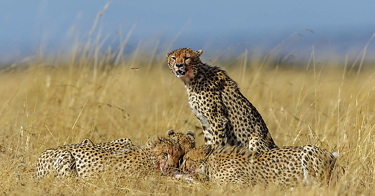포토 JPG 해외이미지 주간 야생동물 여러마리 사람없음 야외 먹기 육식동물 치타 해외포토 자연요소 동물 다수 포유류 모션 파일형식 이미지허브