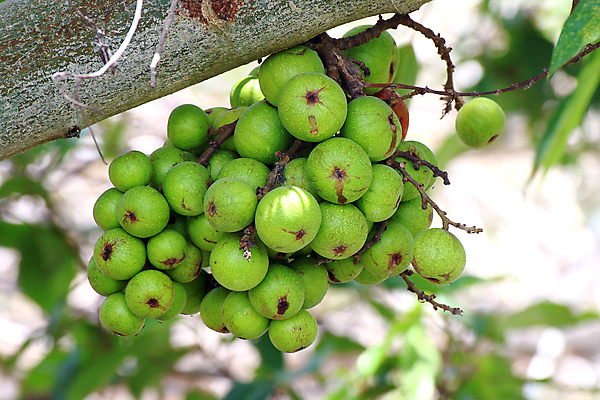 포토 JPG 해외이미지 나무 식물 아시아 음식 잎 농업 채소 과일 가족 아프리카 태국 자연 건강 종류 씨앗 사람없음 야외 빨간색 초록색 정원 봄 수확 성장 나뭇가지 신선 숲 인도인 허브 유기농 날것 무화과 말레이시아 내추럴 숙성 카피스페이스 해외포토 외국인 웰빙 계절 나라 산업 컬러 관계 동양인 공백 생태계 파일형식 이미지허브