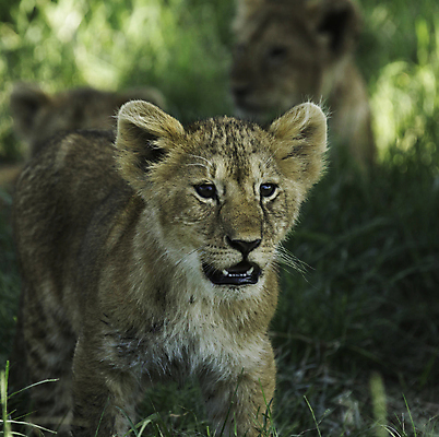 포토 JPG 해외이미지 주간 야생동물 새끼 세마리 사람없음 야외 아웃포커스 풀 사자 육식동물 해외포토 자연요소 식물 동물 포유류 촬영기법 3 파일형식 이미지허브