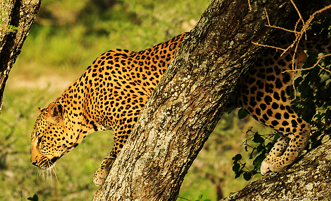 포토 JPG 해외이미지 주간 나무 한마리 야생동물 사람없음 야외 아웃포커스 육식동물 표범 내려오기 해외포토 자연요소 식물 동물 1 포유류 모션 촬영기법 파일형식 이미지허브