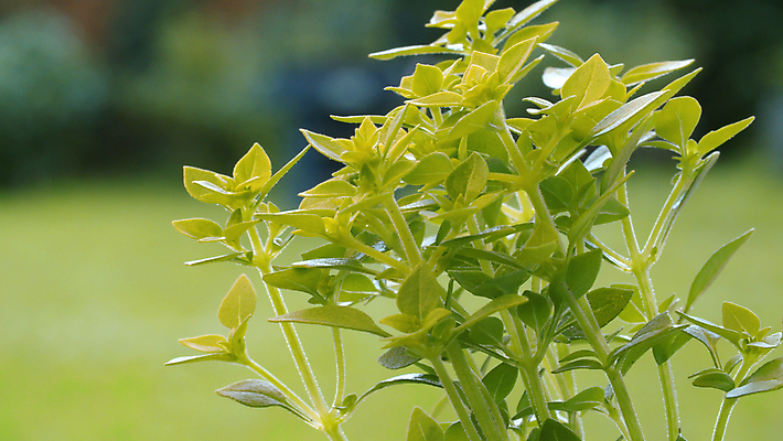 포토 JPG 해외이미지 식물 줄기 백그라운드 잎 자연 바람 풍경 잔디 사람없음 야외 초록색 여름 태양 환경 정원 맑음 성장 시골 닫기 불기 허브 묘사 질감 내추럴 해외포토 자연요소 계절 컬러 모션 날씨 생태계 파일형식 이미지허브