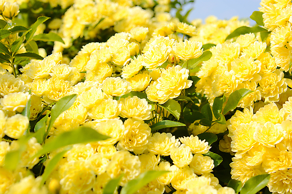 포토 JPG 해외이미지 꽃 백그라운드 봄꽃 사람없음 자연백그라운드 해외포토 식물 자연 봄 파일형식 이미지허브