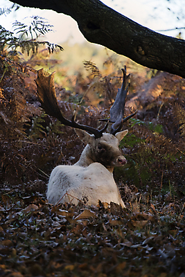 포토 JPG 해외이미지 나무 동물 공원 남자 실루엣 야생동물 백그라운드 포유류 자연 아침 사슴 영국 털 뿔 풍경 사람없음 목재 머리 달러 가을 게임 숲 바퀴자국 트로피 꼬리 사냥 내추럴 무료 암사슴 스코틀랜드 해외포토 주간 식물 계절 공공시설 유럽 돈 재료 자국 놀이 촬영기법 사람 신체부위 암컷 상_우승 생태계 파일형식 이미지허브