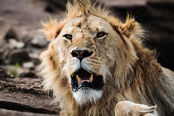 포토 JPG 해외이미지 주간 한마리 응시 야생동물 사람없음 야외 아웃포커스 육식동물 숫사자 해외포토 자연요소 동물 1 시선 촬영기법 사자 수컷 파일형식 이미지허브