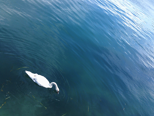 포토 JPG 해외이미지 모양 동물 1 응시 공원 호수 물결 야생동물 음식 백그라운드 자연 조류 추상 사람없음 야외 초록색 물 여름 파란색 빛 강 반사 평화 침묵 거울 흰색 연못 우아함 정상 순수 깃털 싱글 백조 장면 목 단아함 해외포토 자연요소 시선 계절 공공시설 컬러 컨셉 무늬 신체부위 소리 생태계 파일형식 이미지허브