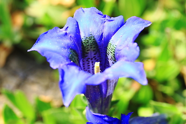 포토 JPG 해외이미지 식물 꽃 백그라운드 자연 산 사람없음 초록색 여름 파란색 정원 봄 벚꽃 신선 개화 내추럴 고립 바이에른 해외포토 계절 컬러 독일 생태계 파일형식 이미지허브