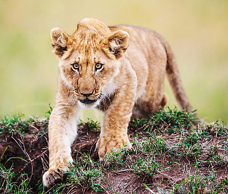 포토 JPG 해외이미지 주간 한마리 야생동물 새끼 사람없음 야외 아웃포커스 걷기 사자 육식동물 해외포토 자연요소 동물 1 포유류 모션 촬영기법 파일형식 이미지허브