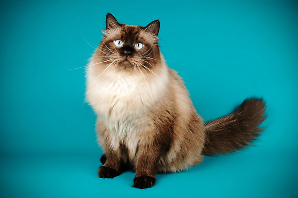 포토 JPG 해외이미지 한마리 사람없음 파란색 반려동물 고양이 네바마스커레이드 해외포토 동물 1 컬러 포유류 파일형식 이미지허브