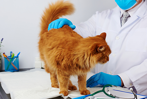 포토 JPG 해외이미지 백인 한마리 남자 장갑 유니폼 청진기 안기 탁자 실내 건강 병원 마스크 한명 사람 상반신 성인 옆모습 치료 반려동물 고양이 진료 잡기 동물병원 수의사 돌봄 성인남자한명만 쓰다듬기 해외포토 서양인 동물 1 잡화 옷 뷰포인트 가구 포유류 의학 의료기기 모션 내부 의사 남자한명만 성인남자만 파일형식 이미지허브