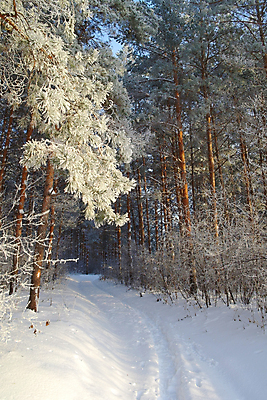 포토 JPG 해외이미지 나무 계절 도로 백그라운드 크리스마스 겨울 자연 하늘 날씨 풍경 사람없음 야외 목재 파란색 빛 냉동 얼음 추위 흰색 소나무 숲 12월 서리 장면 침엽수 내추럴 눈내림 해외포토 자연요소 식물 기념일 길 컬러 재료 교통시설 눈_날씨 날짜 생태계 파일형식 이미지허브