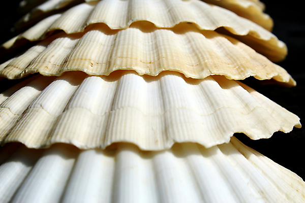 포토 JPG 해외이미지 조개 연체동물 사람없음 껍질 흰색 주름 닫기 지중해 묘사 웨이브 바비큐립 방사형 해외포토 바다 컬러 모션 어패류 무척추동물 바비큐 파일형식 이미지허브