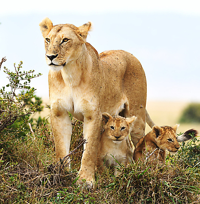 포토 JPG 해외이미지 주간 야생동물 새끼 가족 세마리 사람없음 야외 아웃포커스 사자 육식동물 암사자 해외포토 자연요소 동물 포유류 관계 촬영기법 3 암컷 파일형식 이미지허브