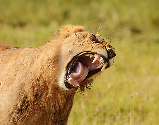 포토 JPG 해외이미지 주간 한마리 야생동물 입벌림 사람없음 야외 아웃포커스 육식동물 숫사자 해외포토 자연요소 동물 1 촬영기법 표정 사자 수컷 파일형식 이미지허브