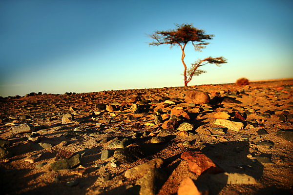 포토 JPG 해외이미지 나무 모래 파도 여행 백그라운드 패턴 아프리카 자연 하늘 휴가 건조 파노라마 이집트 풍경 사람없음 파란색 태양 일출 침묵 일몰 사막 뜨거움 플랫 모래언덕 사파리 언덕 암초 사하라 아랍어 튀니지 생존 수평선 해외포토 자연요소 식물 나라 바다 컬러 무늬 촬영기법 노을 소리 생태계 파일형식 이미지허브