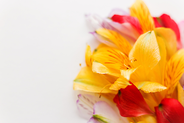 포토 JPG 해외이미지 식물 꽃잎 꽃 백그라운드 꽃무늬 자연 사람없음 빨간색 컬러풀 노란색 흰색 해외포토 컬러 무늬 생태계 파일형식 이미지허브