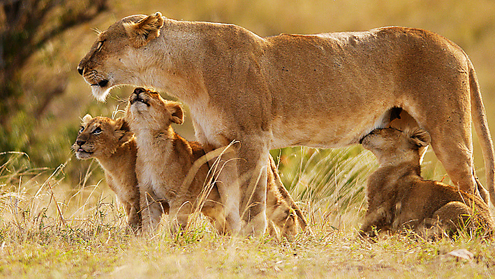 포토 JPG 해외이미지 주간 야생동물 새끼 여러마리 가족 초원 사람없음 야외 사자 육식동물 암사자 해외포토 자연요소 동물 다수 포유류 관계 암컷 파일형식 이미지허브