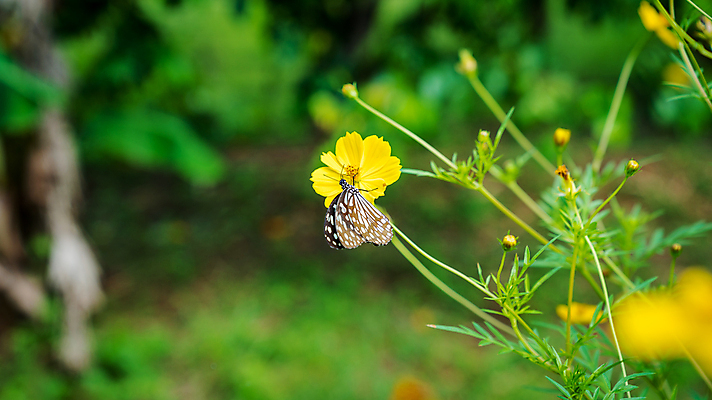 포토 JPG 해외이미지 식물 동물 꽃 야생동물 나비 곤충 백그라운드 꽃무늬 패턴 자연 사람없음 야외 초록색 파란색 노란색 정원 검은색 흰색 호랑이 우아함 닫기 꿀 내추럴 동물상 해외포토 컬러 컨셉 무늬 포유류 모션 조형물 생태계 파일형식 이미지허브