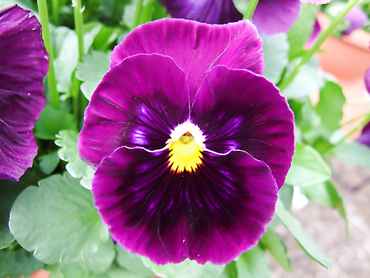 포토 JPG 해외이미지 식물 꽃잎 꽃 분홍색 꽃다발 백그라운드 잎 꽃무늬 자연 사랑 사람없음 초록색 파란색 세트 컬러풀 노란색 정원 맑음 보라색 봄 벚꽃 흰색 신선 개화 우아함 제비꽃 원예 내추럴 강렬 비올라 삼색 생태학 해외포토 계절 교육 감정 컬러 컨셉 무늬 날씨 취미 생태계 파일형식 찰현악기 이미지허브