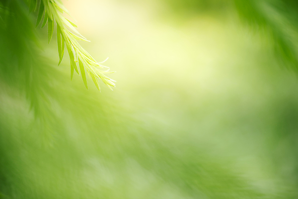 포토 JPG 해외이미지 나무 식물 계절 백그라운드 컨셉 잎 패턴 자연 벽지 추상 잔디 사람없음 초록색 빛 컬러풀 햇빛 태양 우주 환경 정원 맑음 봄 성장 신선 숲 질감 보케 부드러움 내추럴 블러 생태학 지구의날 카피스페이스 그리너리 효과 해외포토 자연요소 교육 기념일 컬러 무늬 날씨 공백 감각 생태계 파일형식 트랜드컬러 이미지허브