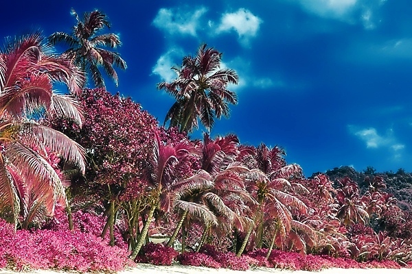 포토 JPG 해외이미지 분홍색 사람없음 야외 야자수 세이셸 야자수잎 해외포토 나무 컬러 잎 아프리카 파일형식 이미지허브