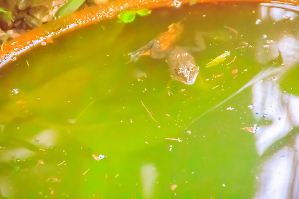 포토 JPG 해외이미지 식물 동물 1 응시 호수 야생동물 백그라운드 잎 캐나다 북아메리카 파충류 자연 표면 개구리 성인 사람없음 야외 가로 초록색 물 머리 환경 회색 젖음 연못 해조류 습지 작음 배고픔 환경보전 진흙 대야 두꺼비 내추럴 동물상 해외포토 자연요소 시선 컬러 양서류 아메리카 사람 신체부위 조형물 해양식물 크기 사회이슈 생태계 파일형식 이미지허브