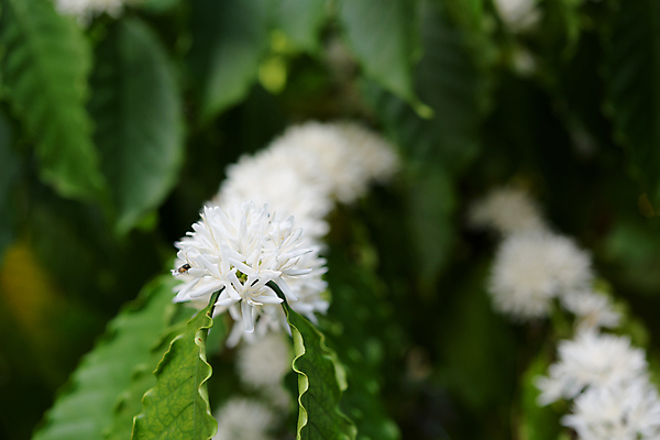 포토 JPG 해외이미지 나무 식물 꽃 산업 커피 음료 음식 백그라운드 잎 꽃무늬 농업 과일 자연 사람없음 야외 초록색 농장 정원 봄 수확 성장 벚꽃 흰색 나뭇가지 신선 개화 묘사 유기농 날것 향기 냄새 아로마 내추럴 숙성 아라비카 해외포토 웰빙 계절 컬러 무늬 생태계 파일형식 이미지허브