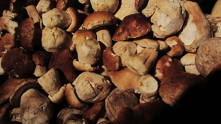 포토 JPG 해외이미지 식물 종류 사람없음 버섯 흙 다양 성장 스펀지 해외포토 다수 파일형식 이미지허브