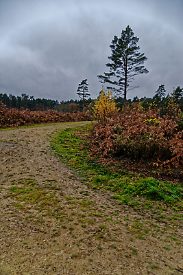 포토 JPG 해외이미지 나무 식물 영어 공원 지구 여행 잎 밭 오렌지 자연 하늘 휴가 영국 잉글랜드 풍경 사람없음 목재 초록색 파란색 갈색 환경 하이킹 가을 시골 황금 숲 큼 땅 언덕 장면 내추럴 땅바닥 삼림지대 우수 적갈색 서식스 사우스다운스 해외포토 문자 계절 공공시설 유럽 컬러 농업 과일 재료 레저 바닥 크기 절기 생태계 파일형식 이미지허브