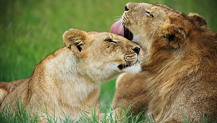 포토 JPG 해외이미지 주간 야생동물 두마리 사람없음 야외 쌍 핥기 육식동물 숫사자 암사자 해외포토 자연요소 동물 2 모션 사자 암컷 수컷 파일형식 이미지허브