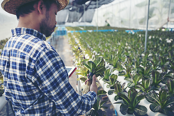 포토 JPG 해외이미지 식물 손 디자인 계절 음식 백그라운드 잎 농업 다이어트 채소 재료 자연 탁자 양파 건강 요리 한명 목재 빨간색 초록색 여름 농장 바구니 우주 정원 샐러드 수확 가을 시골 신선 그룹 시장 농부 먹기 허브 유기농 원예 날것 모음 내추럴 채식주의자 비건 해외포토 나무 직업 1 웰빙 산업 컬러 가구 모션 사람 취미 신체부위 생태계 채식 파일형식 이미지허브