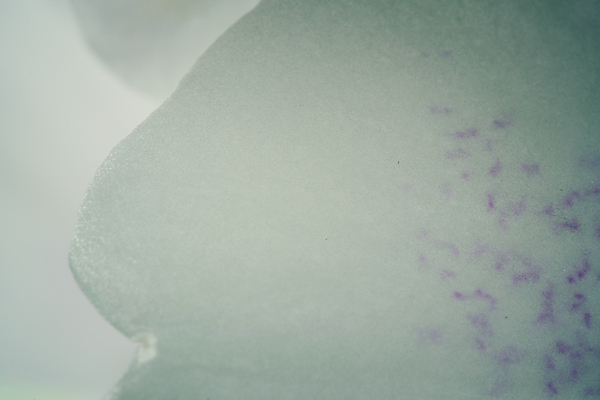 포토 JPG 해외이미지 식물 디자인 꽃잎 꽃 분홍색 백그라운드 잎 꽃무늬 자연 추상 사랑 사람없음 장식 초록색 검은색 봄 흰색 신선 난초 질감 해외포토 계절 감정 컬러 무늬 생태계 파일형식 이미지허브