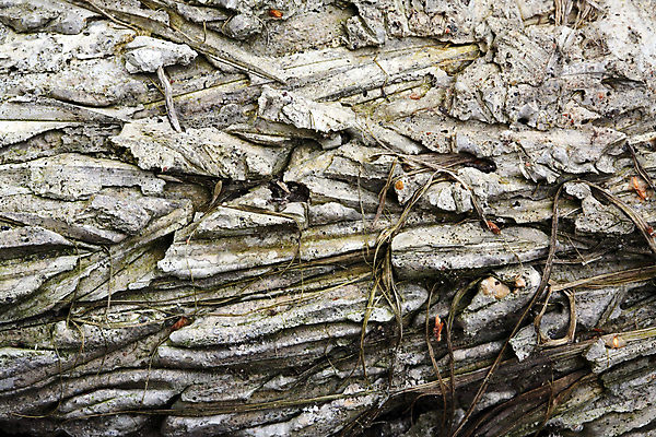 포토 JPG 해외이미지 식물 디자인 계절 벽 여행 백그라운드 상상 자연 표면 산 미술 사람없음 야외 목재 등산 회색 바위 성 균열 널 질감 다리찢기 골절 수목 해외포토 나무 건축물 컬러 재료 의학 모션 문화예술 트래킹 돌_바위 생태계 파일형식 이미지허브