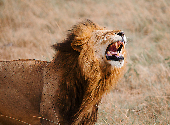 포토 JPG 해외이미지 주간 한마리 야생동물 입벌림 사람없음 야외 육식동물 숫사자 해외포토 자연요소 동물 1 표정 사자 수컷 파일형식 이미지허브
